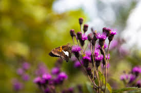 Image result for Vernonia zanzibarensis