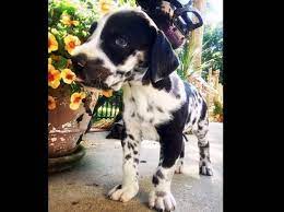 We are experienced and caring breeders of great danes in albemarle, nc. Great Dane Puppies Fayetteville Nc Petsidi