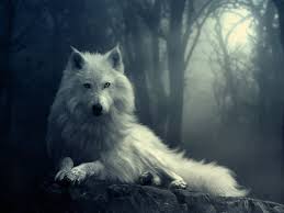 Maybe you would like to learn more about one of these? 75 White Wolf Wallpaper On Wallpapersafari