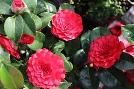 Black magic camellia japonica very dark glossy red. Camellia Japonica Roger Hall