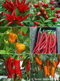 Chilli Pepper Collection Six Spicy Chillis For Patio Or Greenhouse Chilli Pepper Collection Chillis Ar Stuffed Peppers Chilli Plant Stuffed Hot Peppers