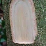 Image result for Pseudospondias