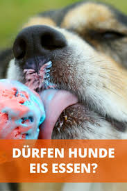Durfen Hunde Eis Essen Fruchteis Wassereis Joghurt Eis Eiswurfel Eis Fur Hunde Hunde Hunde Snacks
