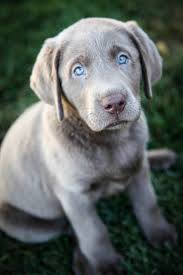Ruff labradors is a loving family that breeds & nurtures the finest possible chocolate, yellow, & black labrador puppies in california. Luna Our Silver Labrador Lab Puppies Puppies Dog Breeds