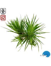 Image result for Eriocaulon schimperi