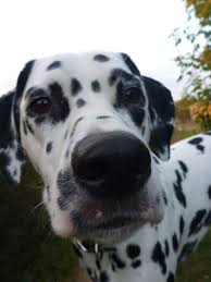 Black And Grey Spotted Dog Dalmatian Lika Dalmatian Old Dogs Therapy Dogs