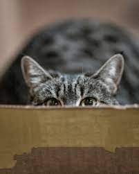 What Your Cat S Eyes Say About Their Health Wapiti Labs Inc