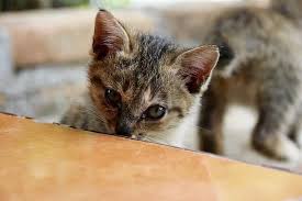 Our feline friends should not have certain types of food. 17 Things About Can Cats Eat Tomatoes You Should Read It