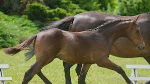 Australia's largest stockist of exceptional quality equestrian riding wear from animo, equiline, vestrum, makebe, anky, dubarry, pampeano, kentucky, br, lorenzini, secchiari, bombers, equestrian stockholm, ps of sweden & more! Vechta Hat Was Penelope Leprevost Schatzt Vermarktung News Reiterrevue International