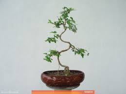Suka Pohon Bonsai Ketahui Cara Membuat Dan Merawatnya Kumparan Com