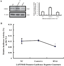 Cancer natives are often perceived by others to be underachievers. Plos One Camp Responsive Element Binding Protein 1 Is A Transcription Factor Of Lysosomal Associated Protein Transmembrane 4 Beta In Human Breast Cancer Cells