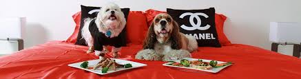 Luxury dog boarding near me. Luxury Dog Boarding Las Vegas Nv Luxe Pet Hotels