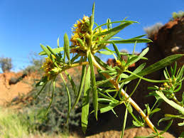 Image result for Geigeria