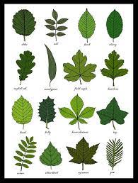 To note tree characteristics and identify trees, go out into a forest or wooded area with a notebook and information on tree species. Learn How To Identify Trees And Leaves Enchanted Little World