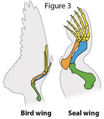 Maybe you would like to learn more about one of these? Homology Made Simple Creation Com