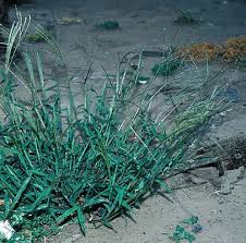 Image result for Digitaria milanjiana