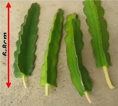 We did not find results for: How To Plant Dragon Fruit Cuttings