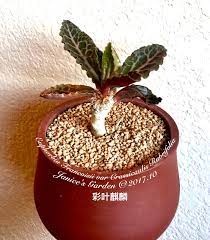 euphorbia francoisii var crassicaulis rubrifoliar 彩叶麒麟 euphorbia succulents planter pots