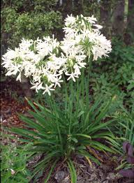 Horticulture Stock Photos Images Articles Free Photos For Publishers Plants Agapanthus Border Plants