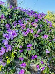 Image result for Bignonia callistegioides