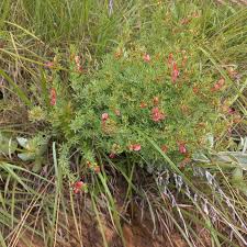 Image result for Indigofera hedyantha