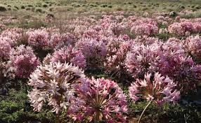 Image result for Brunsvigia