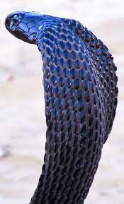 King Cobra Photo By Arun Sharma National Geographic Your Shot King Cobra Photos Snake Pet Snake
