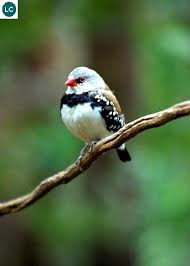 Australian Bird With Red Cheeks Https Www Facebook Com Wonderbirdspecies Diamond Firetail Stagonopleura Guttata Endemic To Australia Iucn Red List Of Threatened Species 3 1