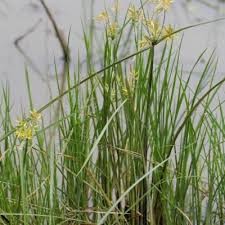 Image result for Pycreus