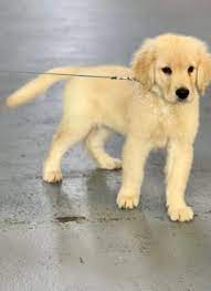 Trained puppies for sale nj. Qgg9qv5gjfuf M