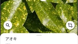 植物の名前をスマホで調べるアプリ Google レンズ アプリの鎖