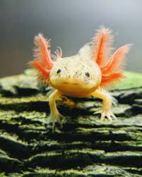The growth of baby axolotls can be accelerated using buckets of tropical fish; My Good Boy Https Www Reddit Com R Axolotls Comments 695hzq My Good Boy St J2agnj5i Sh 6a9bd4cb Axolotl Cute Axolotl Axolotl Colors