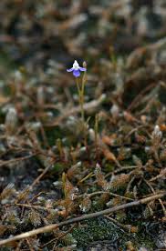 Image result for Linderniella wilmsii