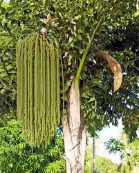 Image result for Caryota