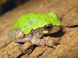 The movie's set in italy, in 1898, in a very poor country district where four peasant families live in the same farm complex and till the soil for the landowner, who the lives of the families are very simple, centering around the change in the seasons, the condition of the soil, their own births and deaths and. South Carolina Frogs And Toads The Frog Lady
