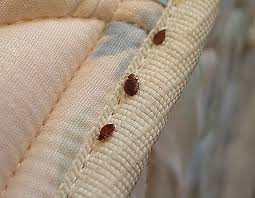 Image result for bed bugs droppings