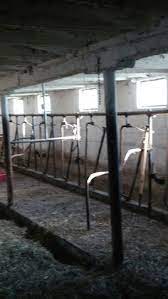 70 Best Cows Images In 2019 Cow Farm Animals Cattle