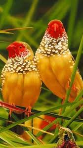 Birds That Sing In The Morning Australia Colorful Birds Australian Star Finches Beautiful Birds Birds Nature Birds