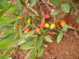 Image result for Eugenia aschersoniana