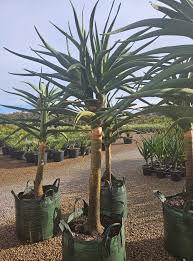 Image result for Aloidendron barberae