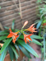 Image result for Hippeastrum sp. cultivars