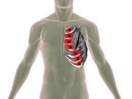 They allow your ribcage to expand and contract so you can breathe. Rib Trigger Points
