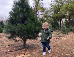 Maybe you would like to learn more about one of these? Christmas Tree Farms Near The Metro Metrofamily Magazine