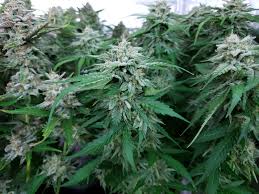 Check out the thc content and user reviews to choose the right. Which Strain Breeders Can I Trust Grow Weed Easy