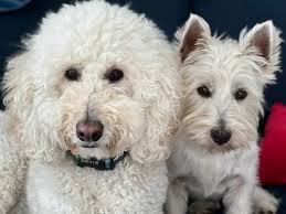 Why We Love 💕 Dogs