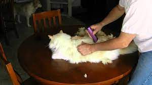 Cats like the persian, himalayan, and maine coon cats have long, soft hair. How To Shave Your Cat Youtube