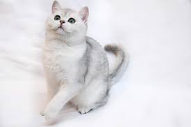 Bri Ns 11 Black Silver Shaded Color Of British Cats Daniel Sunray British Shorthair British Shorthair Cats Cats
