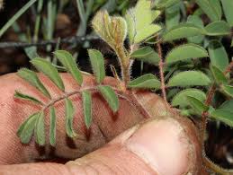 Image result for Indigofera sanguinea