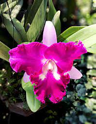 Orchids Orchids Cattleya Orchid Beautiful Pink Flowers