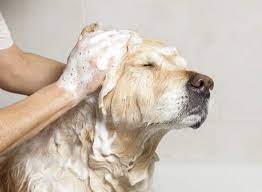 This disease can transmit from humans to dogs and vice versa. Dog Dandruff Facts Prevention Treatment Hill S Pet